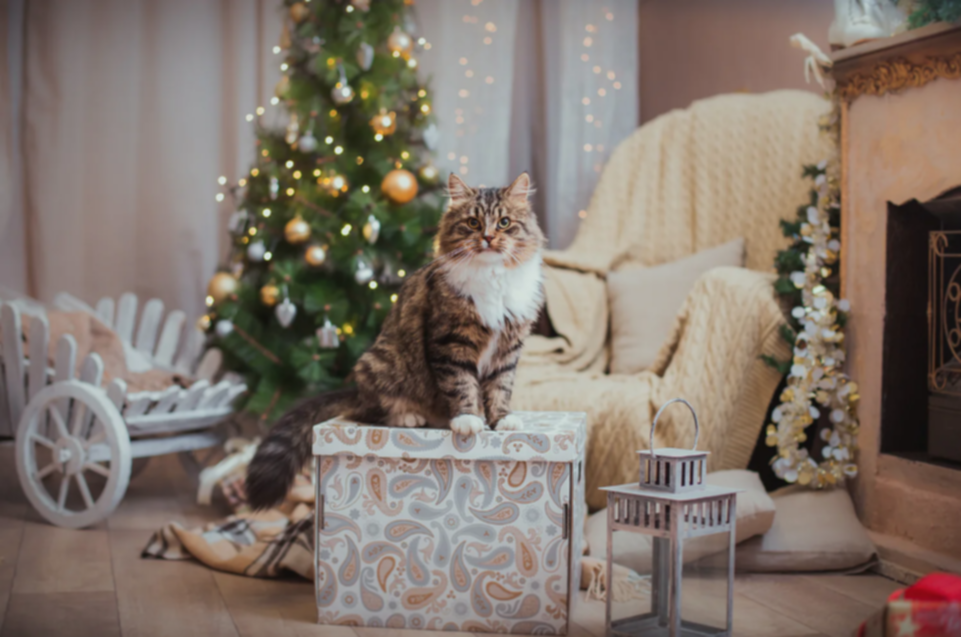 Tu gato ya no sufrirá por ruidos extremos de fuegos artificiales Tu gato ya no sufrirá por ruidos extremos de fuegos artificiales