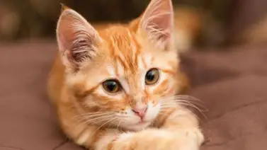 ¡Así son los gatos de color naranja! ¡Así son los gatos de color naranja!