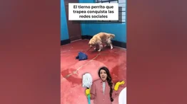 Viral | Perro que pasa coleto conquista a los internautas
