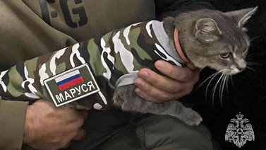 Gata salvará vidas de militares rusos en zona especial de Ucrania