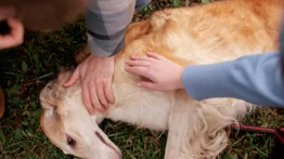 ¿Qué hacer ante una convulsión canina?