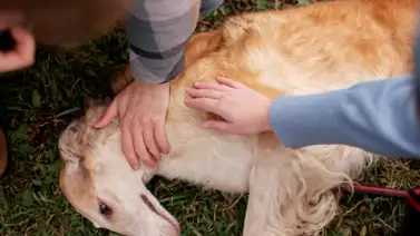 ¿Qué hacer ante una convulsión canina? ¿Qué hacer ante una convulsión canina?