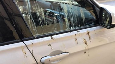 Elimina el excremento de las aves en cualquier superficie