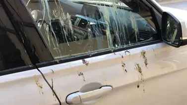 Elimina el excremento de las aves en cualquier superficie Elimina el excremento de las aves en cualquier superficie