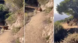 Mujer tiene un encuentro cercano con una osa y sus crías (+Video)