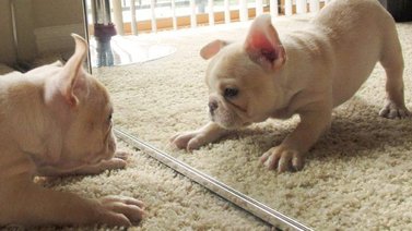 ¿Pueden los animales reconocer su reflejo? Esto dice la ciencia