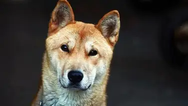 Anuncian plan para prohibir consumo de carne de perro en Corea del Sur Anuncian plan para prohibir consumo de carne de perro en Corea del Sur