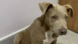 Capturan a secuestrador de mascotas en Santa Elena de Uairén