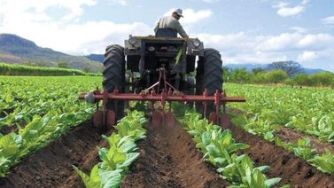 Gobierno creará zona para producción de alimentos (+entérate)