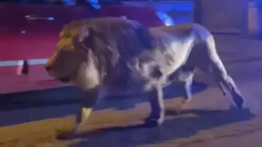 León escapa de un circo y alarma a ciudad de Italia León escapa de un circo y alarma a ciudad de Italia