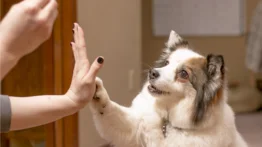 Te contamos cómo cuidar esta zona delicada de tu perro