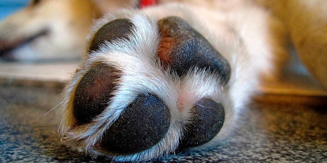 Te contamos cómo cuidar esta zona delicada de tu perro Te contamos cómo cuidar esta zona delicada de tu perro