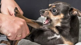 Así debes actuar si tu perro es gruñón