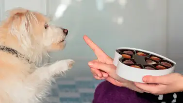 Nunca le des estos alimentos a tu perro Nunca le des estos alimentos a tu perro