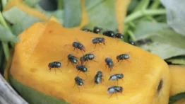 Esto es lo que debes hacer para eliminar moscas en las frutas