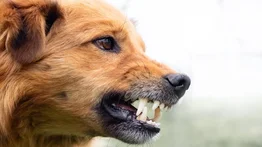 Niña resulta gravemente herida luego de un ataque de un perro en España
