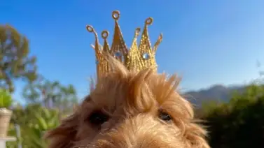 Actriz de “Friends” podría adoptar al perrito de Matthew Perry Actriz de “Friends” podría adoptar al perrito de Matthew Perry