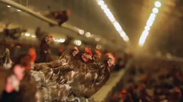 México reporta primer caso de influenza AH5 de alto contagio México reporta primer caso de influenza AH5 de alto contagio