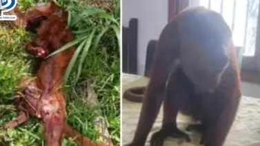 Fiscales investigan a funcionarios del Conas por matar a un mono Fiscales investigan a funcionarios del Conas por matar a un mono