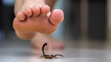 Niño de ocho años muere tras sufrir picadura de alacrán Niño de ocho años muere tras sufrir picadura de alacrán