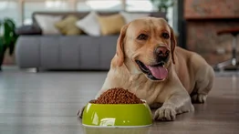 ¿Sabes qué alimentos darle a la perra embarazada?