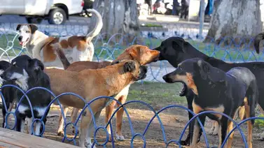 Perú vacuna a más de 200 mil perros y esta es la razón Perú vacuna a más de 200 mil perros y esta es la razón