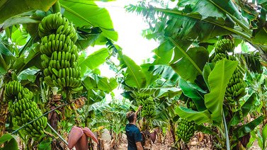 Podrían sanear Lago de Maracaibo con bioabsorbentes derivados del plátano