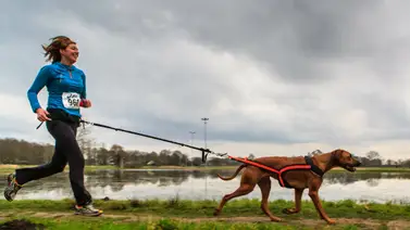 Los deportes más divertidos para los cachorros Los deportes más divertidos para los cachorros