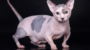 Conoce esta peculiar y experimental raza de gato