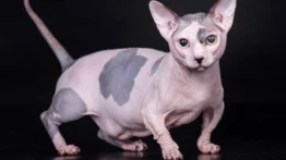 Conoce esta peculiar y experimental raza de gato