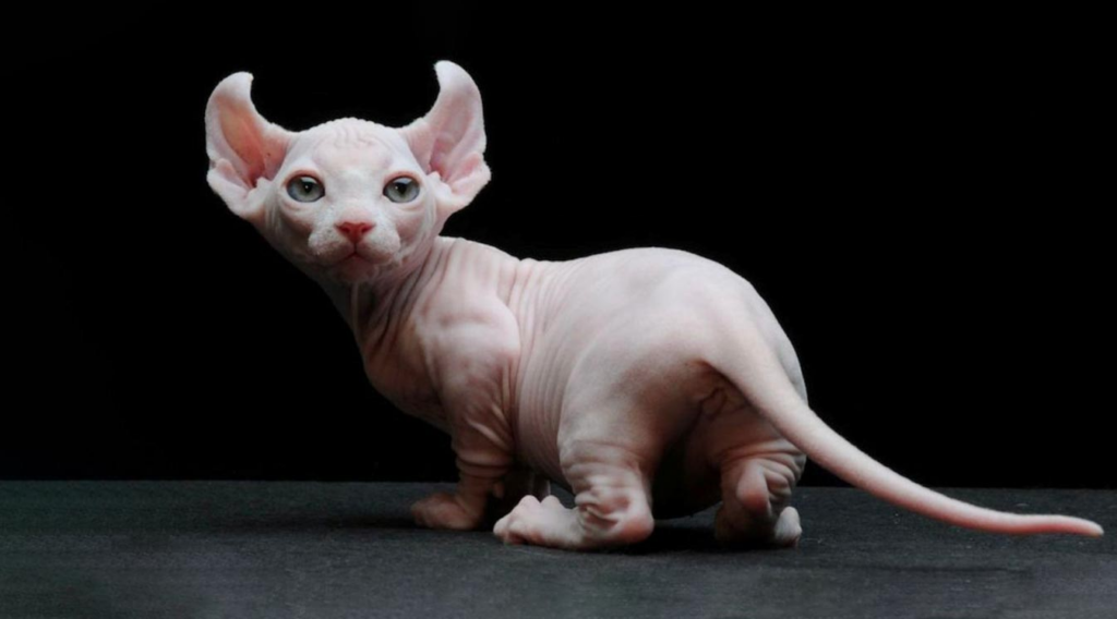Conoce esta peculiar y experimental raza de gato Conoce esta peculiar y experimental raza de gato