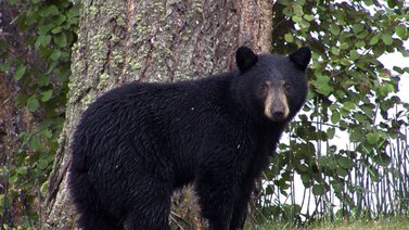 Este oso hizo de las suyas (+Video)