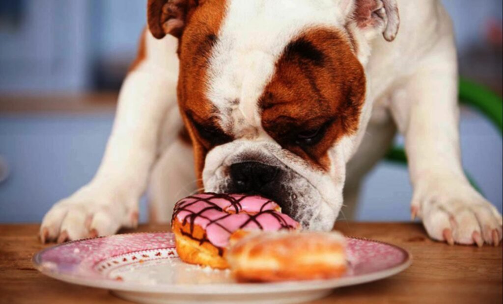 ¿Obesidad en tu mascota? Evítalo así