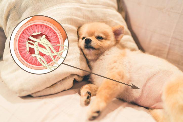 ¿Tu perro tiene el vientre abultado? ¡Entérate que tiene!