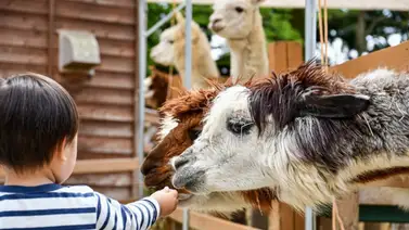 Así se tramita el certificado zoosanitario si planeas importar animales Así se tramita el certificado zoosanitario si planeas importar animales