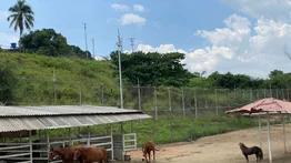 Animales del zoológico de Tocorón están en Caracas (+Detalles)