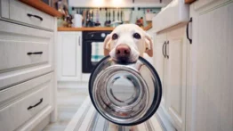 Envase limpio para el pienso alejará a tu perro de enfermedades