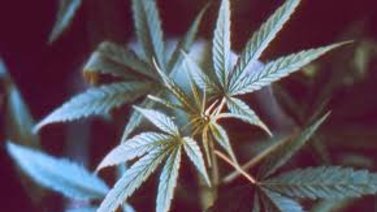 Sepa cuánto ha impactado el uso de la marihuana en este país