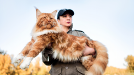 Las cuatro mejores razas de gatos como animal de compañía