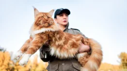 Las cuatro mejores razas de gatos como animal de compañía