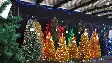 Llegaron los arbolitos con todo y bolas. Estos son sus precios Llegaron los arbolitos con todo y bolas. Estos son sus precios