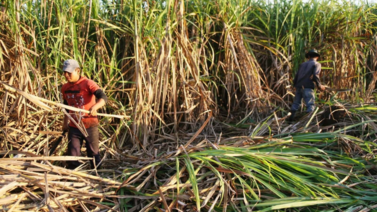 Entérate: Producción de caña de azúcar aumenta en 2023
