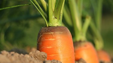 Este es el procedimiento para sacar el permiso fitosanitario (+Detalles)