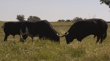 Sexagenario muere corneado por un toro en su finca
