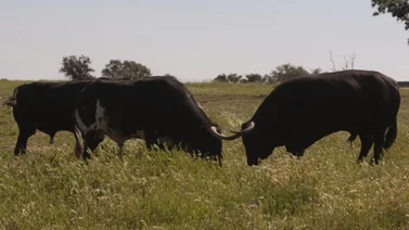 Sexagenario muere corneado por un toro en su finca