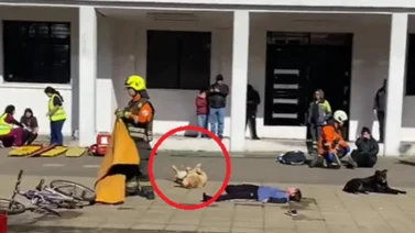 Perro comunitario sorprendió al publico durante un simulacro de choque (+Video)