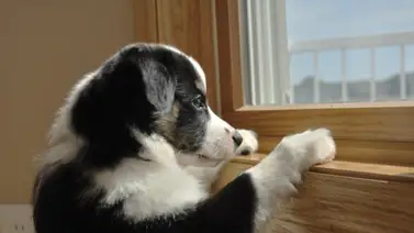 ¿Cómo se siente el perro con el regreso a clase de tus hijos? ¿Cómo se siente el perro con el regreso a clase de tus hijos?