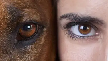 Los humanos asustan más a los animales que el sonido del león: Sepa más Los humanos asustan más a los animales que el sonido del león: Sepa más