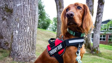Cómo obtener el permiso para mascota de asistencia emocional