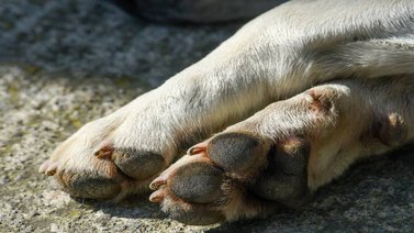 ¡Maltrato animal! Atacan a perro brutalmente con un machete